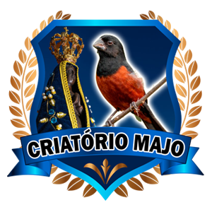 Criatório Majo Curió Praia Clássico - Patos de Minas/MG